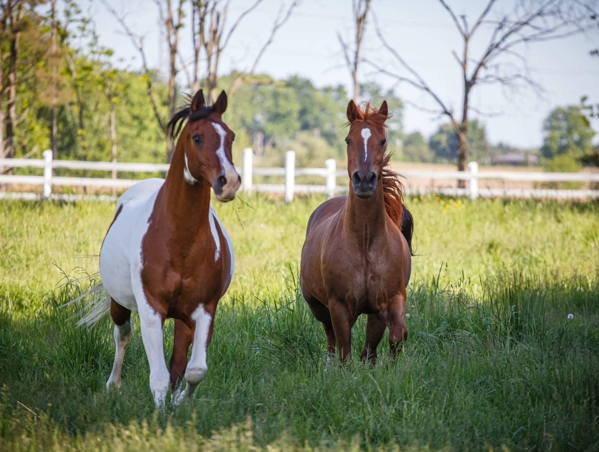 Two brown and white horses standing together in a grassy field